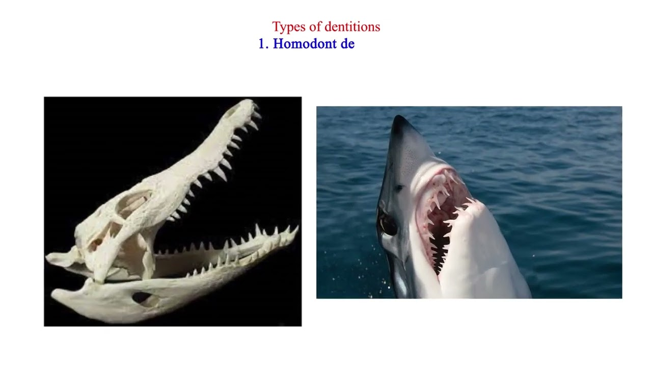 <p>Teeth are uniform</p><p>(most reptiles).</p>
