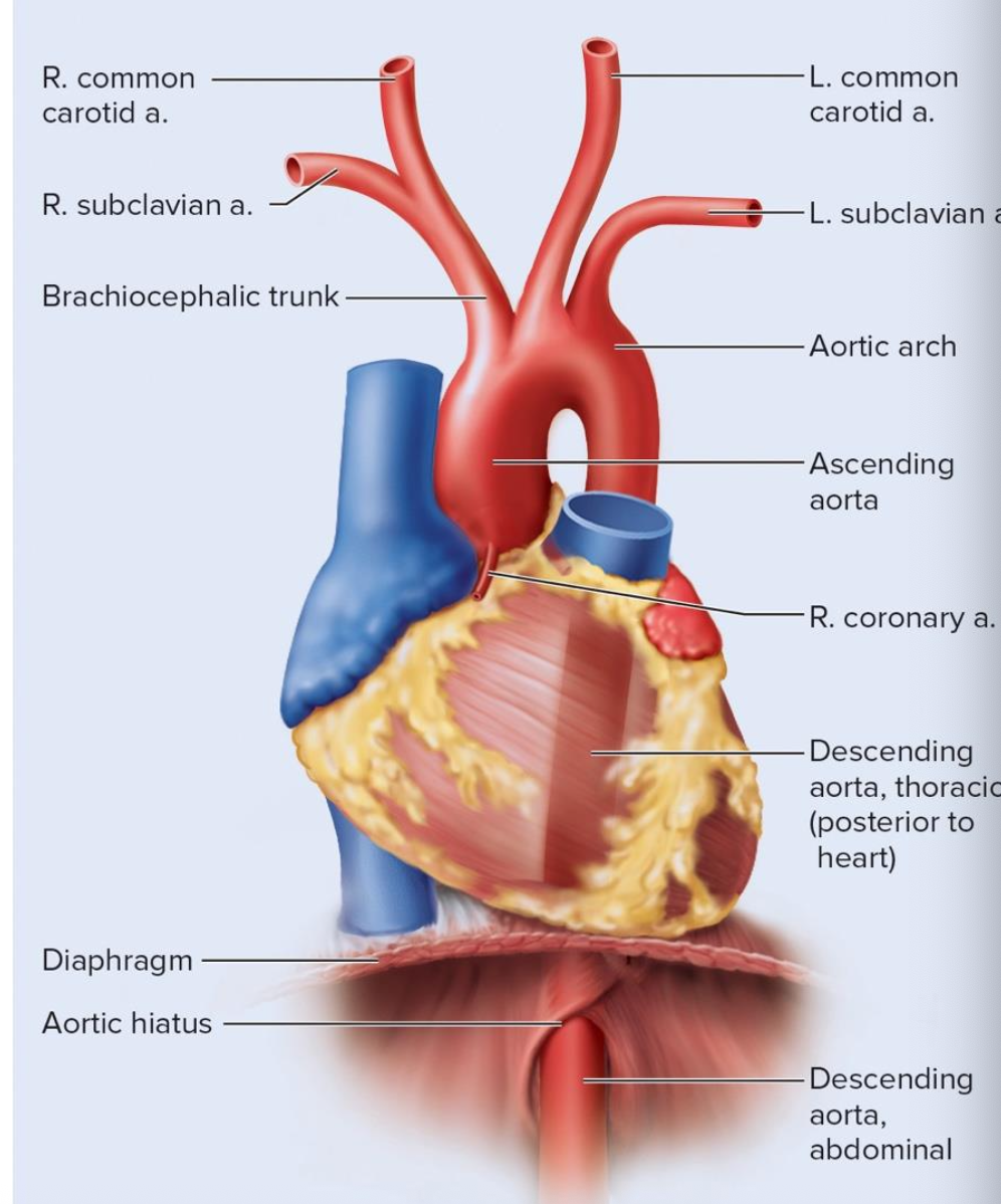 <p>left and right coronary artery <strong><mark data-color="#00ec21" style="background-color: rgb(0, 236, 33); color: inherit;">(first branches of aorta)</mark></strong></p>