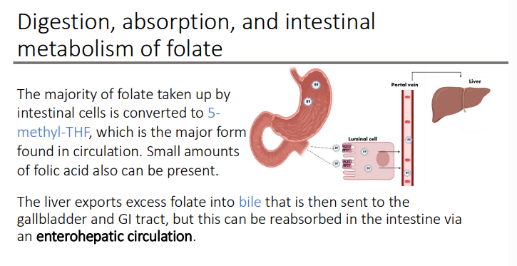 <p>enterohepatic circulation</p>