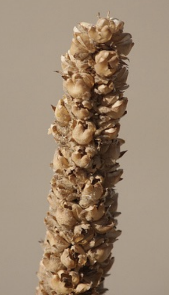 <p>lone stalk or candelabra up to 6’ tall • leafy ridges along fuzzy stem, compact grouping of 2 parted capsules on spikelike raceme</p>