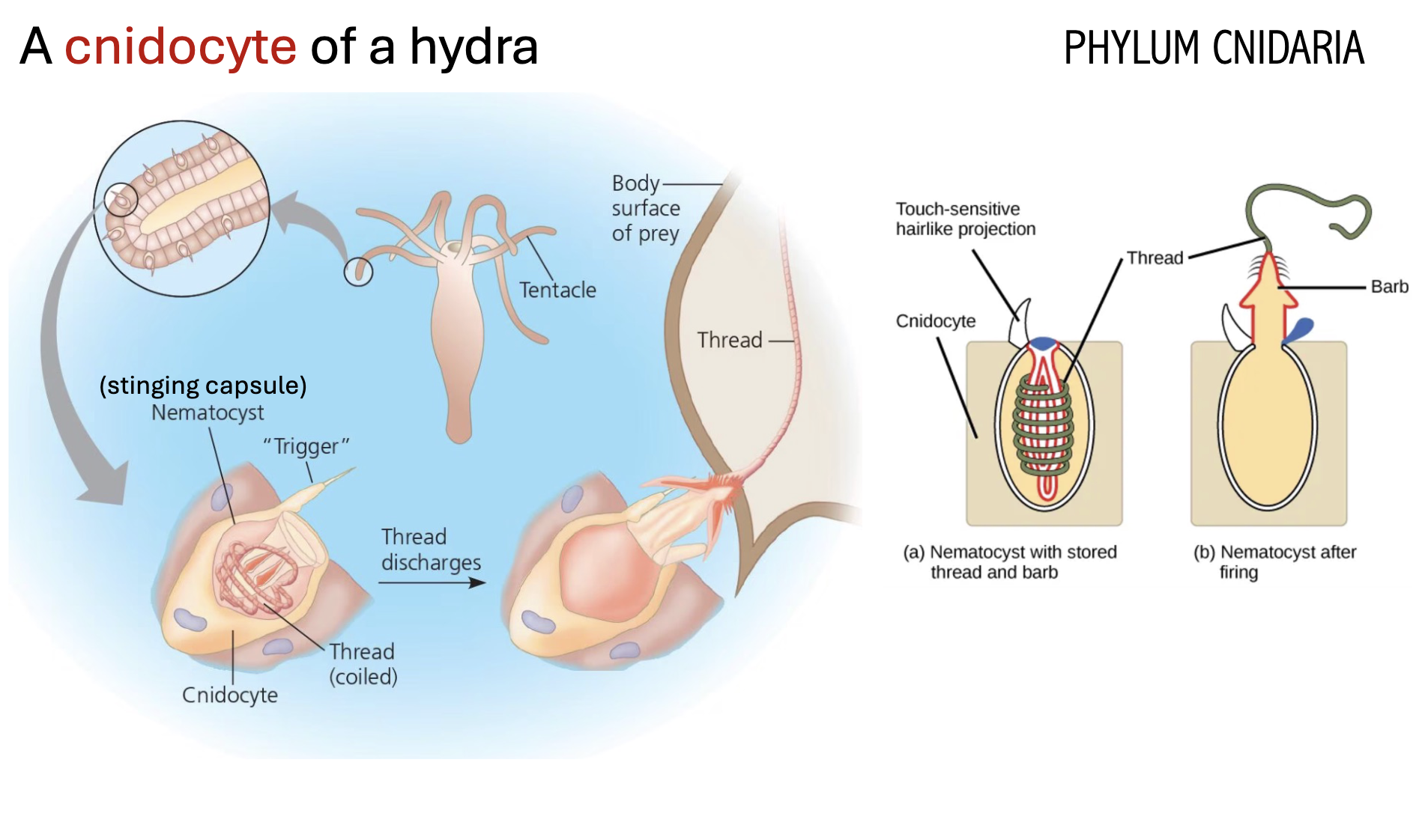 <p>*Cnidarians are named after their <strong>CNIDOCYTE</strong></p><ul><li><p>Specialized cell for DEFENSE and CAPTURING PREY</p></li></ul><p></p>