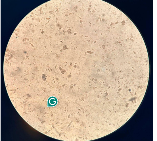 <p>identify</p>