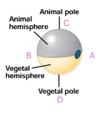 <p>less yolk, divides rapidly, forms embryo at animal pole</p><p>more yolk/nutrients, divides slowly at vegetal pole</p>