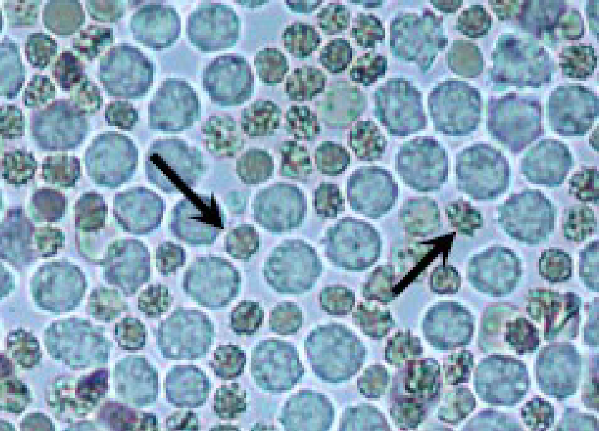 term image