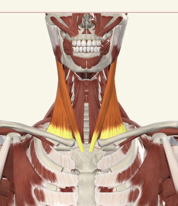 <p>sternocleidomastoid Actions</p>
