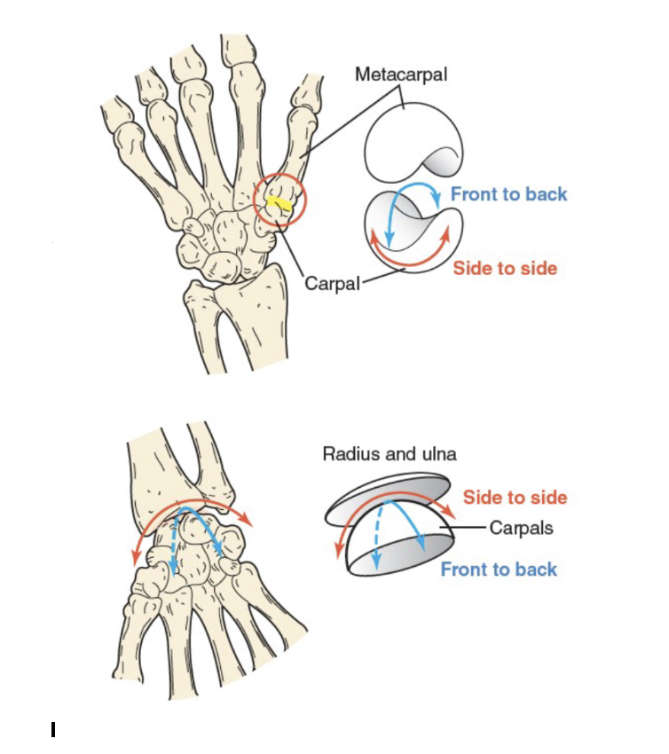 <p><span>Condyloid, Saddle</span></p>