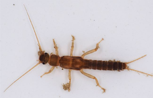 <p>Long abdomen; legs, if extended backwards, legs would be shorter than abdomen</p>