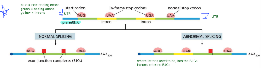 <p>Spliceosomes — Enzyme complex made up of RNA and proteins </p><p>Sites of proper splicing bound by <span style="color: rgb(255, 186, 186);"><strong>exon junction complexes (EJCs)</strong></span></p><ul><li><p>serve as a marker for properly spliced RNA</p></li></ul><p></p>