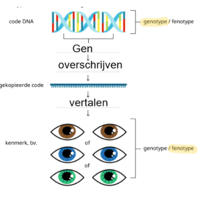 <p>Een gen wordt overgeschreven naar een gekopieerde code.</p>
