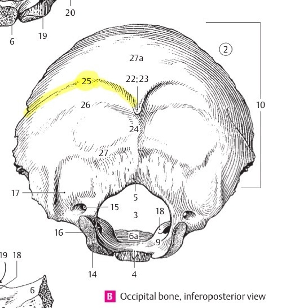 knowt flashcard image