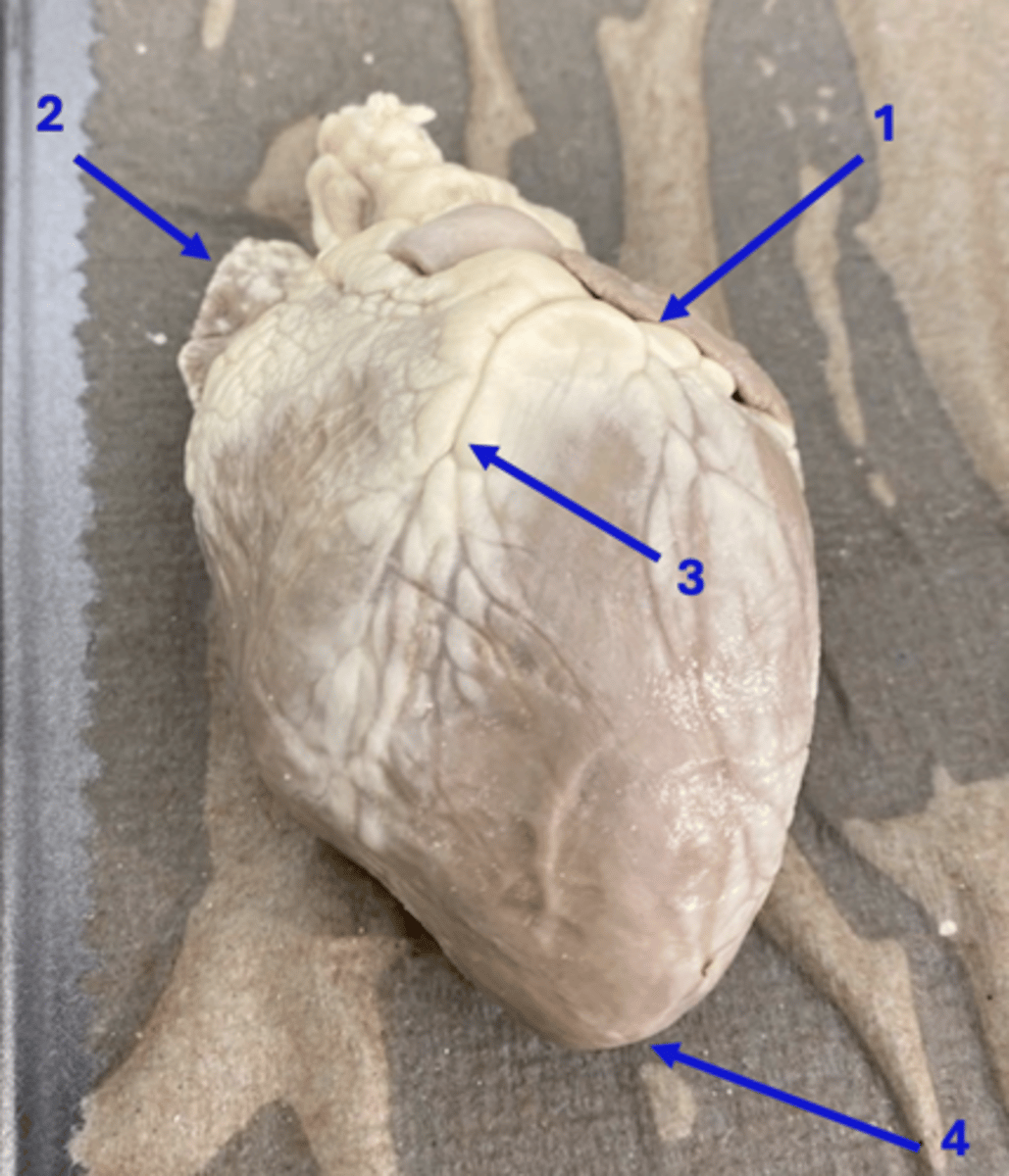 <p>3</p>