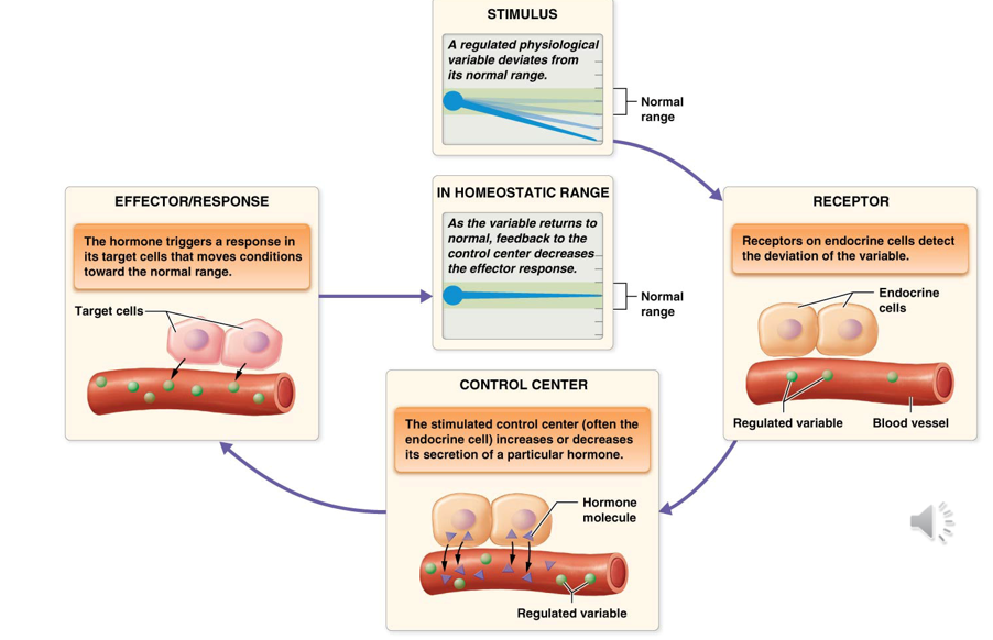 <ul><li><p>Stimulus - regulated physiological variable deviates from its normal range</p></li><li><p>Receptor - detects the deviation of the variable</p></li><li><p>Control Center - often the endocrine cell; increases or decreases its secretion of a particular hormone </p></li><li><p>Effector/Response - hormone triggers a response in its target cells that moves conditions toward the normal range</p></li><li><p>Homeostatis Range - as the variable returns to normal, feedback to the control center decreases the effector response</p></li></ul><p></p>