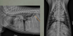 <p>There are several signs of heartworms here, what are they?</p>