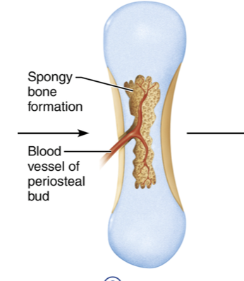 <p>The periosteal bud invades internal cavities and forms early spongy bone. Osteoclasts break down calcified cartilage, and osteoprogentior cells create osteoblasts, which secrete osteoid around remaining cartilage fragments. Early spongy bone is formed as the primary ossification center</p>
