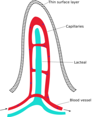 <p>blood capillaries and a lacteal</p>