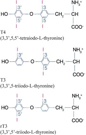 <p><span style="background-color: transparent;">Peripheral T<sub>4</sub> is more metabolically stable (T<sub>1/2</sub> of T<sub>4</sub> = 7 days, T<sub>1/2</sub> of T<sub>3</sub> = 1.5 days), and is converted to either T<sub>3</sub> or inactive rT<sub>3</sub> based on tissue-specific enzymes</span></p>