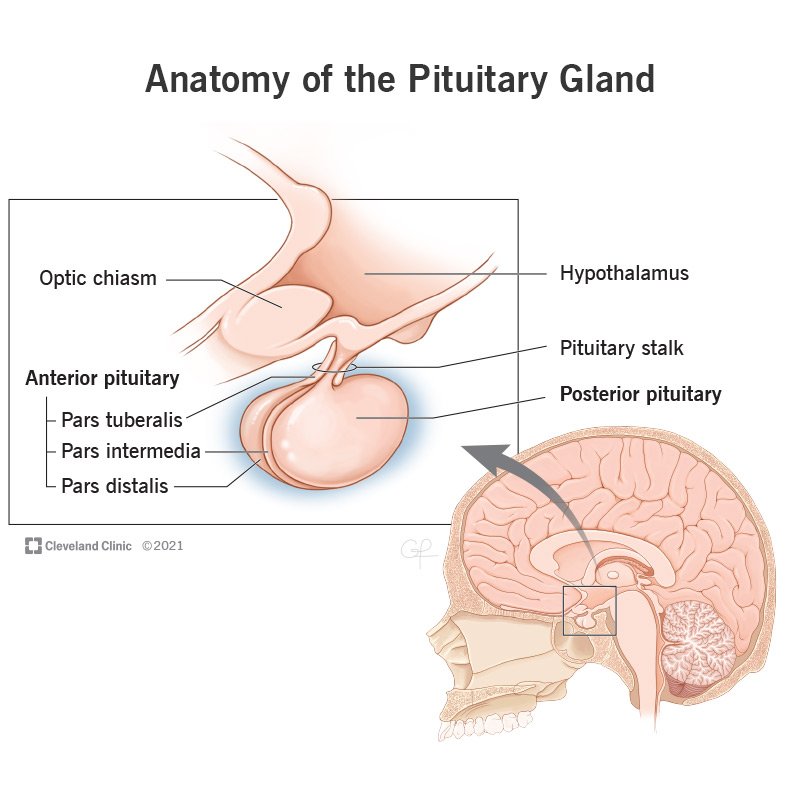<p>what does the posterior pituitary do?</p>