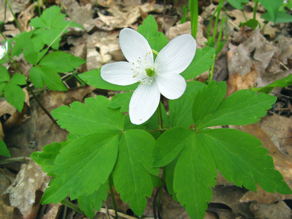 <p>Anemone quinquefolia</p>