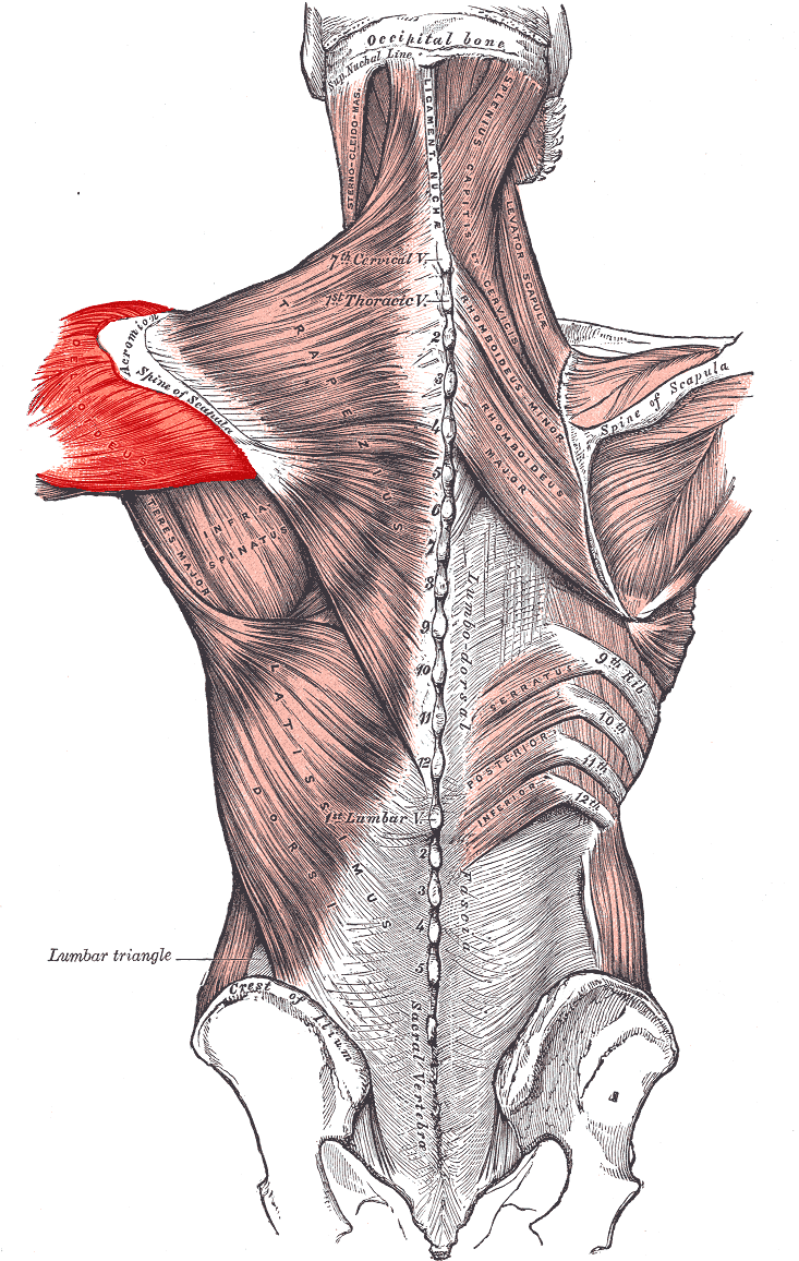 <p>Deltoid </p>
