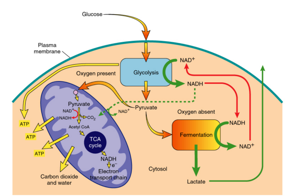 <p>Convert pyruvate (product of glycolysis) → ATP </p><p></p>
