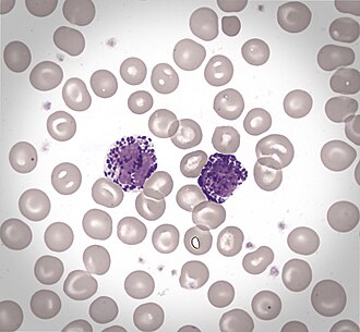 <p>granulocyte</p><p>allergic reaction</p>