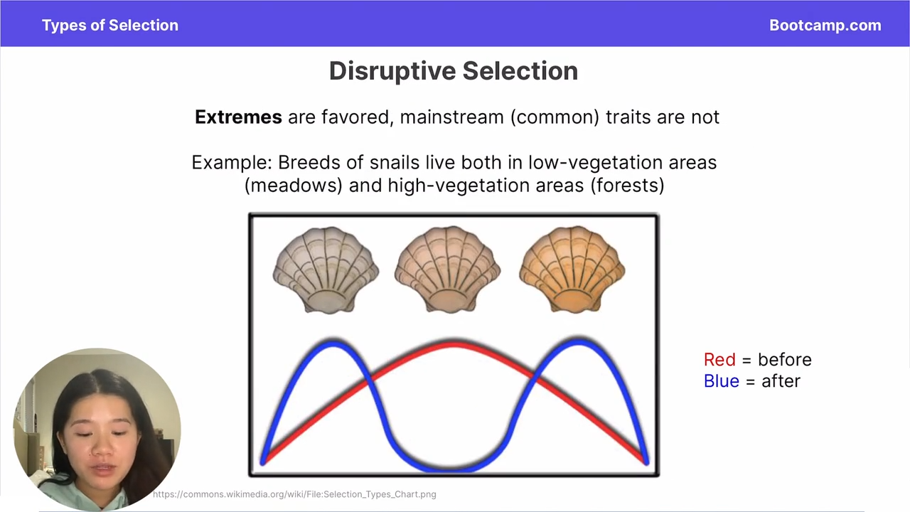 <p>Extremes are favored, and maintream ones are not </p>