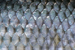 <p>The hard tiny plates that cover the skin of a fish are _____.</p>