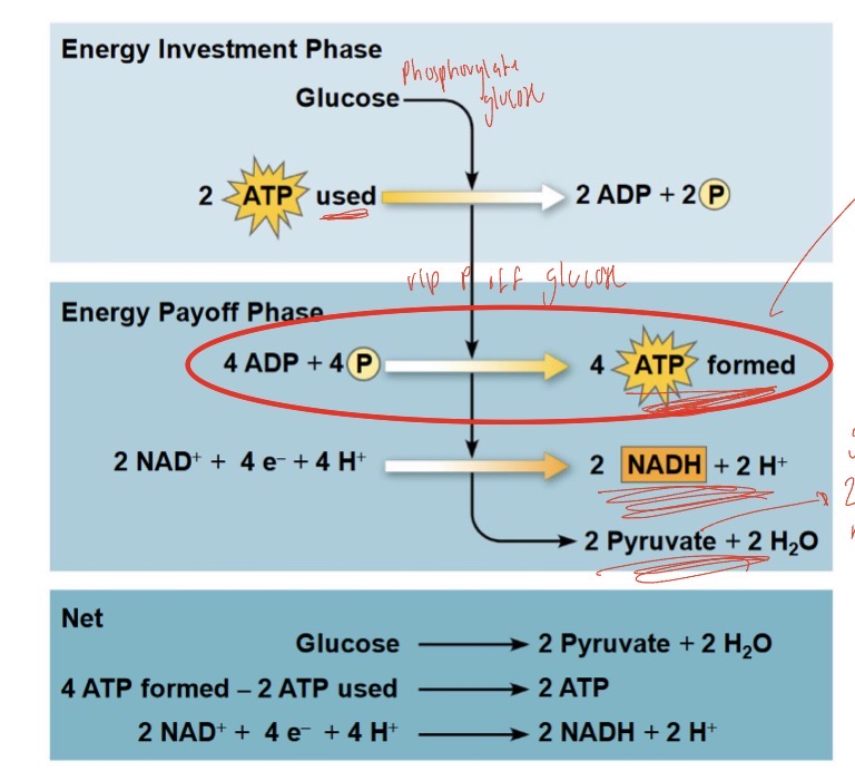 <ul><li><p>occurs in cytosol </p></li></ul><p>Energy investment phase - glucose + 2 ATP invested - output 2ADP + 2P</p><ol><li><p>Hexokinase enzyme converts glucose to glucose 6-phosphate using ATP to phosphorylate glucose</p></li><li><p>Glucose 6-phosphate continues to be broken down in multiple steps - the main regulatory enzyme is phosphofructokinase - 1 more ATP molecule needed</p></li><li><p>Ending up with 2 × 3carbon molecules</p></li></ol><p></p><p>Energy payoff phase - 2 NADH, 4 ATP, 2H+, 2 pyruvate, 2H2O made- 2NAD+ invested</p><ol start="4"><li><p>An enzyme is used to take 2H+ (and 2 electrons) from each 2× 3 carbon molecules (partially oxidising glucose) and gives it to NAD+ carriers reducing them to NADH (2 total- accepts 2 electrons, 1 H, and 2H+ is released) - P is also added to 3c molecules</p></li><li><p>The P is cut from the 3c molecules and uses substrate level phosphorylation to make 2 ATP using an enzyme</p></li><li><p>3c molecules are converted again and again- releasing water</p></li><li><p>The 3c molecules undergo substrate level phosphorylation again to make 2 ATP</p></li><li><p>End w 2 × 3c molecules called pyruvate</p></li></ol><p></p><p>Net = 2 pyruvate, 2 ATP, 2 NADH, 2H+, 2H2O</p><ul><li><p>doesn’t require O2- likely evolved before photosynthesis </p></li><li><p>Limitations</p><ul><li><p>NAD+ stores </p></li><li><p>If O2 not present, NADH accumulates, cells runs out of NAD+</p></li></ul></li></ul><p></p>