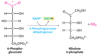 <p>3rd step of penthose phosphate pathway/<span style="background-color: transparent;">hexose monophosphate shunt/phosphogluconate pathway</span></p><p>catalysed by <span style="background-color: transparent;"><strong>6-phosphogluconate dehydrogenase</strong></span></p>
