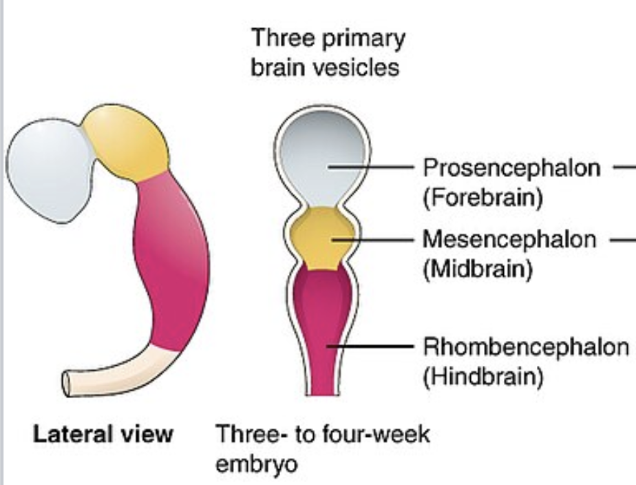 <p>forms the 3 primary brain vesicles:</p><ul><li><p>Forebrain</p></li><li><p>Midbrain</p></li><li><p>Hindbrain</p></li></ul><p></p>