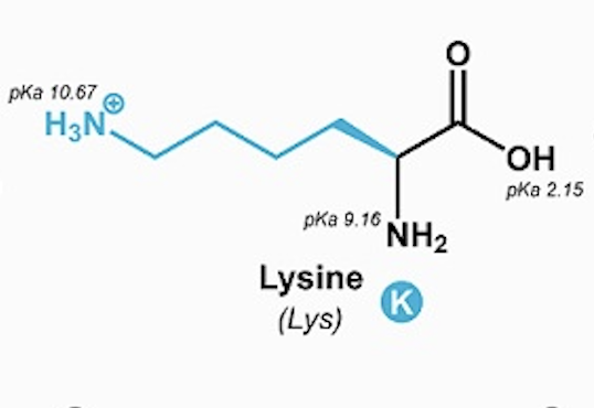 <p>Lysine (Lys, K)</p>