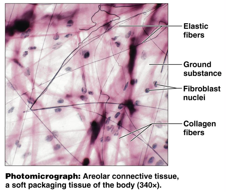 <p>Loose Areolar CT: Function</p>