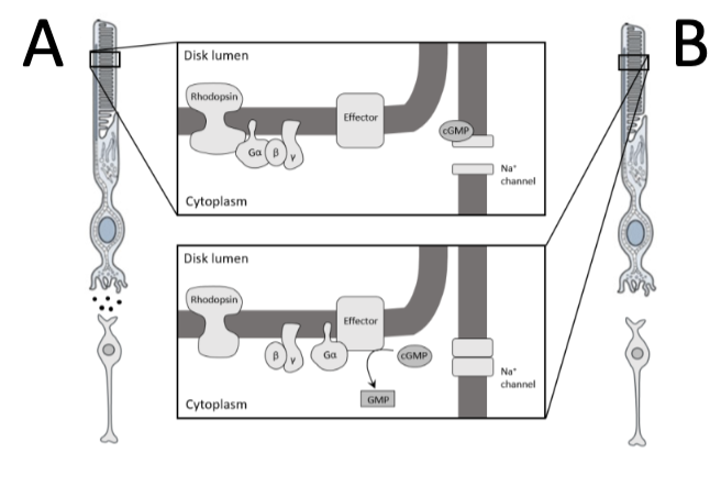 <p>Rods and Cones hyperpolarize in response to light. Select A or B for the image that represents your rod cells in the dark.</p>