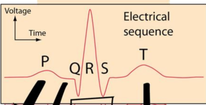 <p>P: Atrial depolarization </p><p>QRS: Ventricular depolarization </p><p>T: Ventricular repolarization </p><p></p><p>Depolarization: contraction</p><p>Repolarization: relaxation </p><p></p><p>P-P: measures Atrial rate and regularity  </p><p>R-R: Measures ventricular rate and regularity </p>