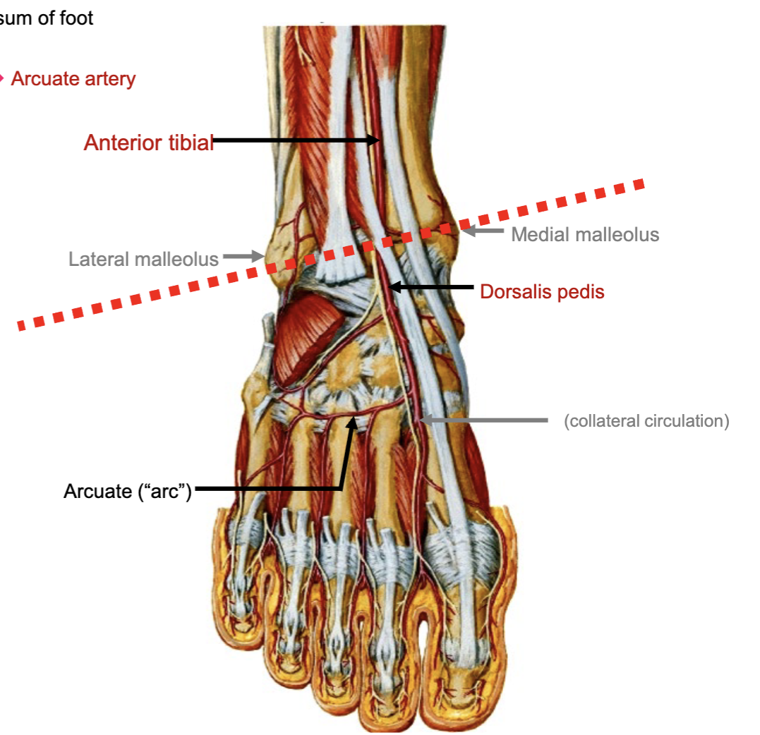 <p>Anterior Tibial artery </p>