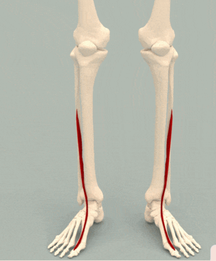 <p>Extends the hallux and dorsiflexes the ankle</p>