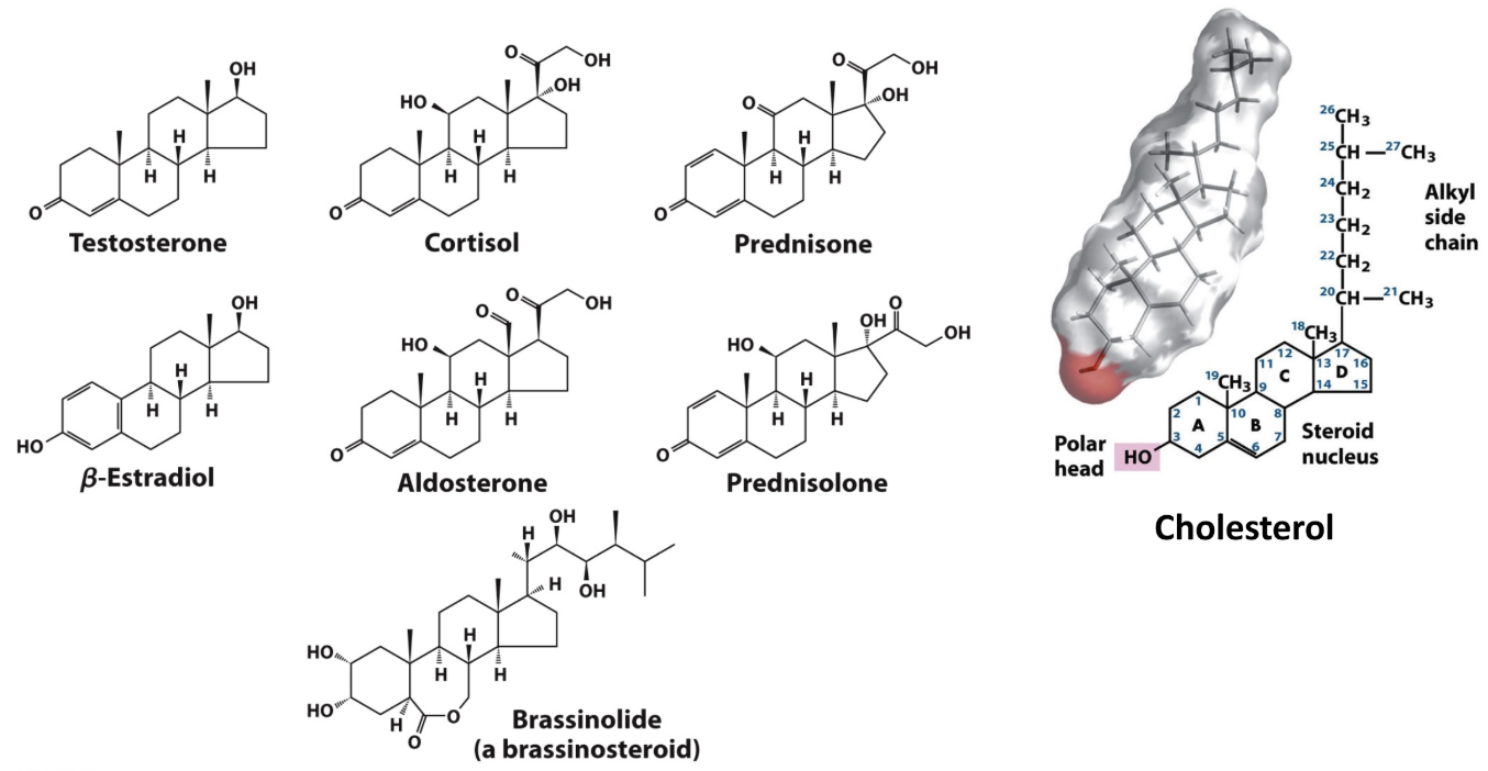 <p>Role of cholesterol?</p>