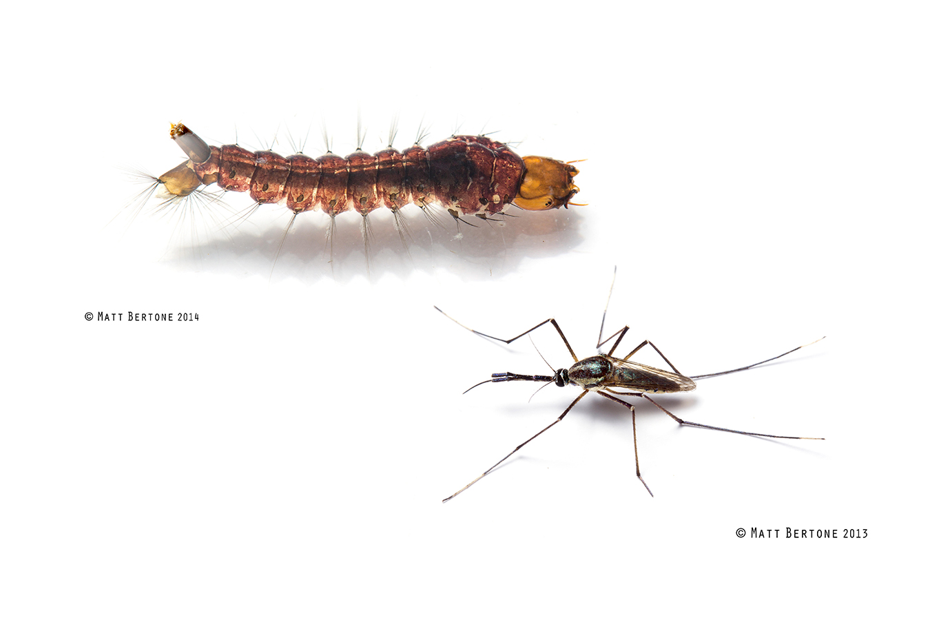 <p>What mosquito is this, and how do you know?</p>