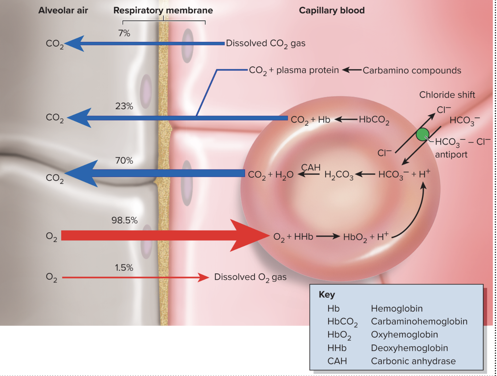 <p>Taking out CO2 into the alveoli and transporting oxygen to the blood. </p><p>1) Most of the oxygen entering the lungs will bind to hemoglobin in the capillaries. The carbon dioxide will be released into the lungs and detach itself from the hemoglobin.</p><p>2) The bicarbonate ion will bind to a hydrogen ion to create carbonic acid. The carbon dioxide separates itself from the carbonic acid due to the concentration gradient to make water. </p>