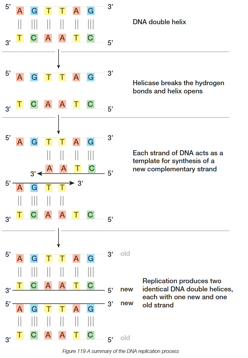 <p>1. The enzyme helicase (zip) breaks the hydrogen bonds between the complementary bases joining the two strands, unwinding and exposing their bases</p><p>2. Each strand serves as a template for making a new complementary strand</p><p>3. Enzymes, called DNA polymerase, add free DNA nucleotides to the exposed corresponding bases on the separate strands</p><p>4. The new DNA is synthesised in the 5' to 3' direction, therefore DNA polymerases add DNA nucleotides to the 3' end of the DNA strands</p><p>5. Each new double-stranded DNA molecule rewinds into a double helix and are joined at the centromere</p>