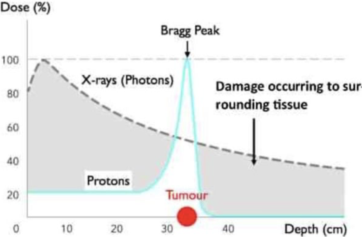 <p>proton enters tissue with high velocity</p><p>it interacts mainly with orbital electrons, losing energy through dose deposition during ionisation and excitation </p><p>Energy loss per unit distance (thus dose) inversely proportional to proton velocity</p><p>Near the end of its range, proton slows significantly, electron interaction probability increases sharply, just before stopping proton deposits lots of energy in a very short distance (Bragg peak)</p><p>After peak, proton stopped, dose drops to ~0</p>