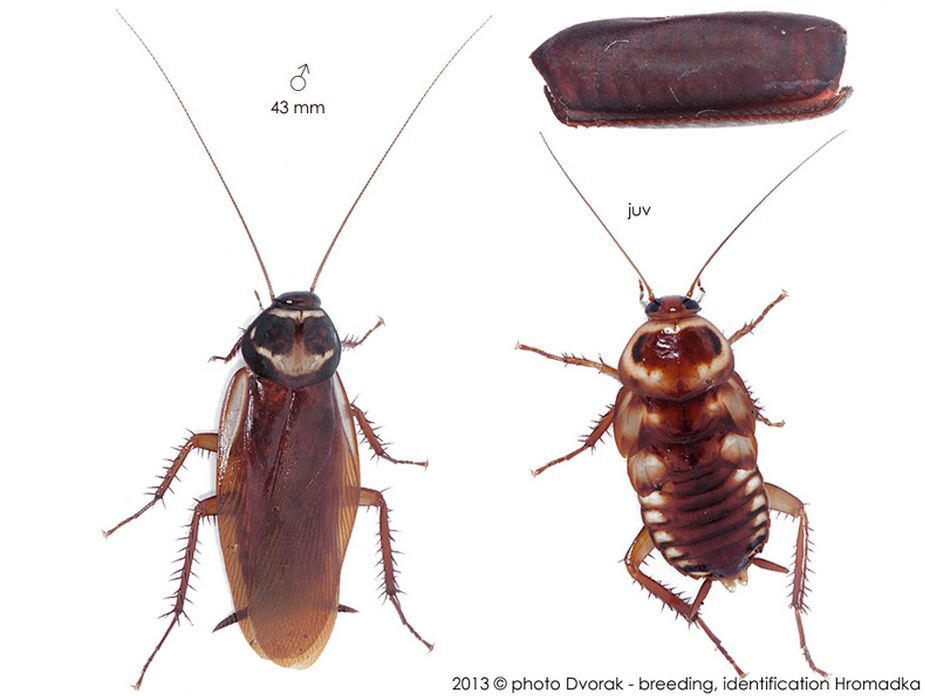 <p>Blattidae</p>