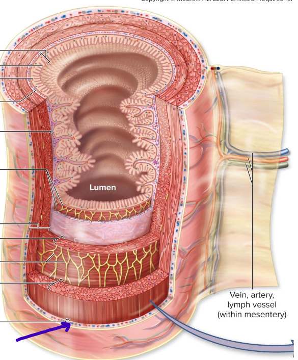 <p>lubrication of pieces and tunics</p>