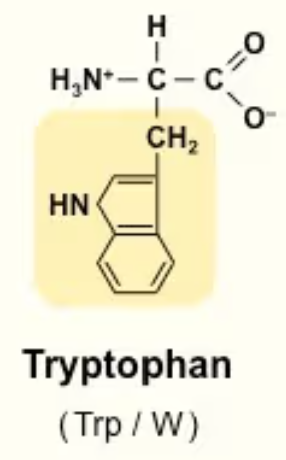 <p>Trp/W<br>Aromatic ring structure → 2 rings!!<br>Nonpolar</p>