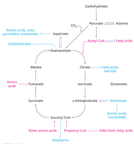 <p>its an amphibolic pathway</p><ul><li><p> Used in both catabolic and anabolic processes</p></li><li><p> This depends on cellular conditions</p><ul><li><p> Oxidation of fuel molecules</p></li><li><p> Synthesis of metabolic intermediates</p></li></ul></li></ul><p></p>