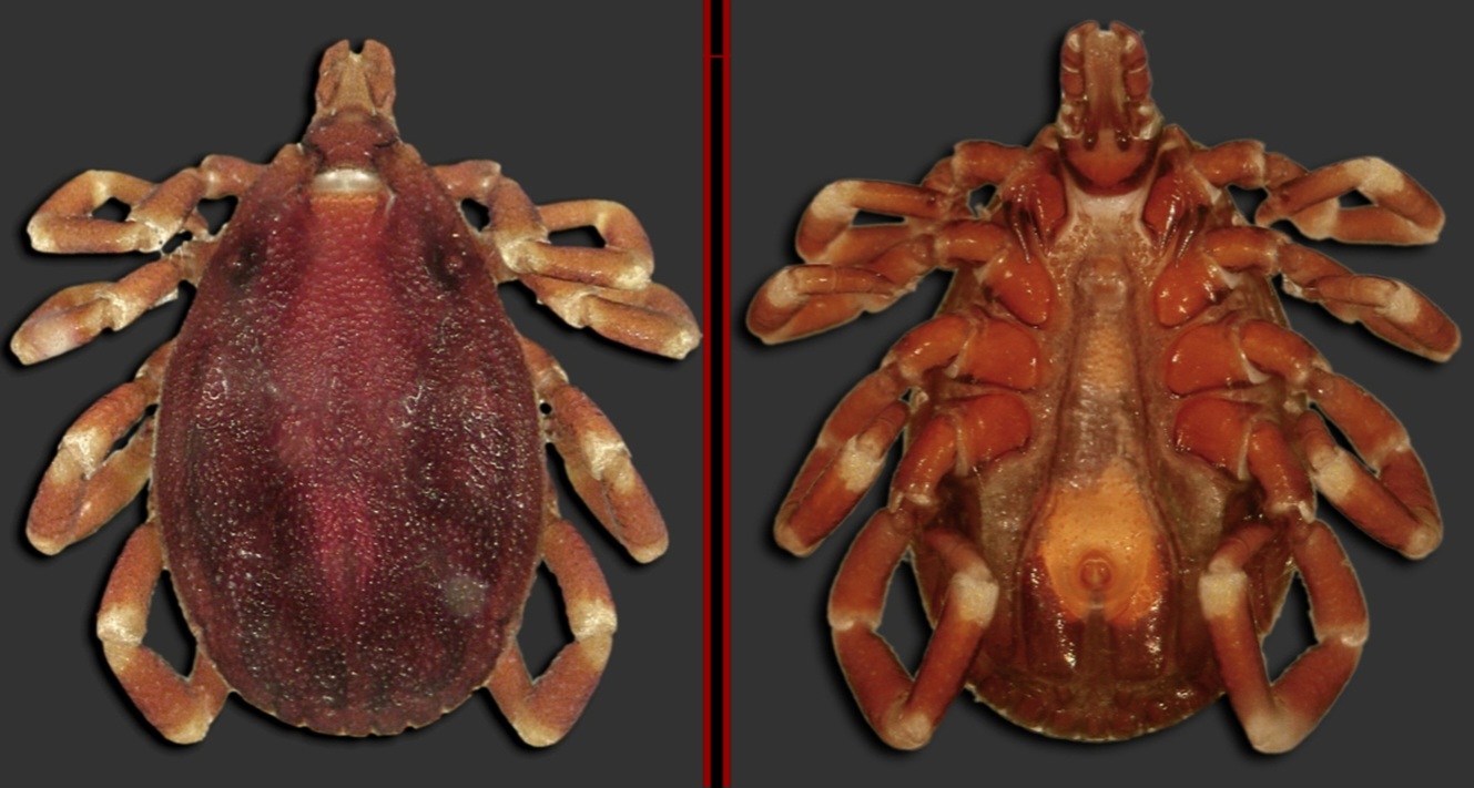 <p>What tick is this?</p>