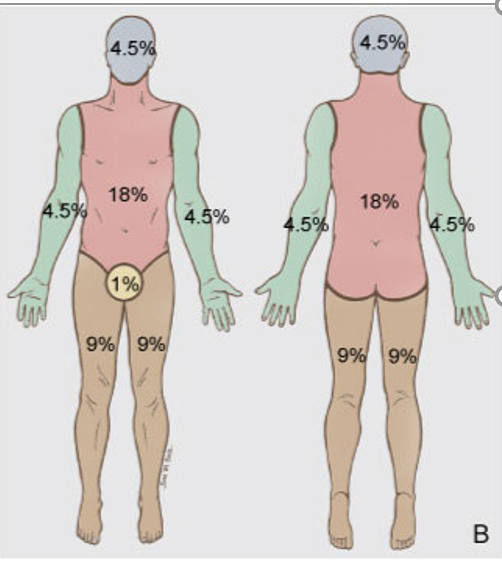 <p>Burn estimation chart </p>