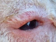 <p>Inverted eyelids, a heritable trait that can be aggravated by environmental conditions</p><p>Treatment by removing extra skin (done by a veterinarian)</p>