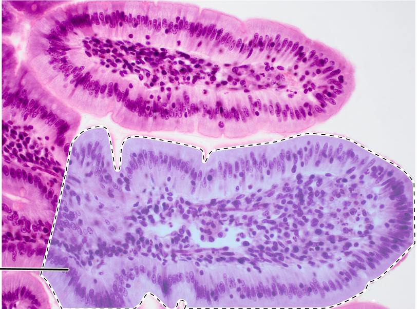 knowt flashcard image