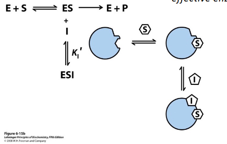 <p>uncompetitive inhibitor</p>